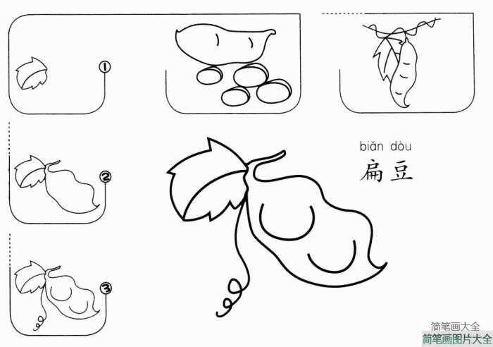 扁豆怎么画