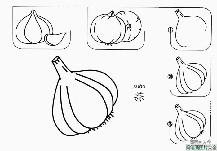 蒜怎么画  第1张