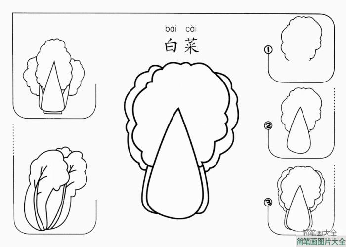 白菜怎么画