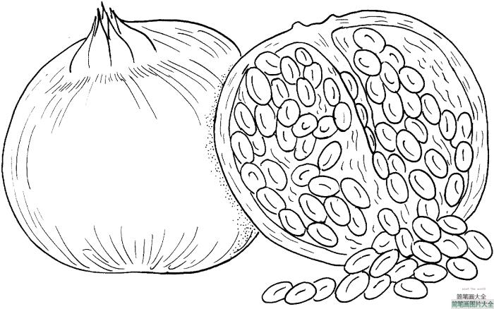 石榴的画法简笔画