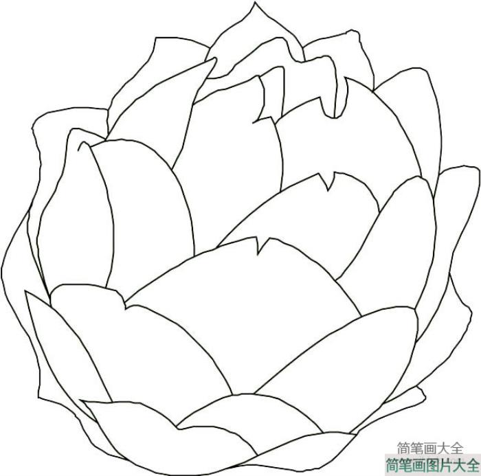 蔬菜简笔画大全_包菜卷心菜简笔画