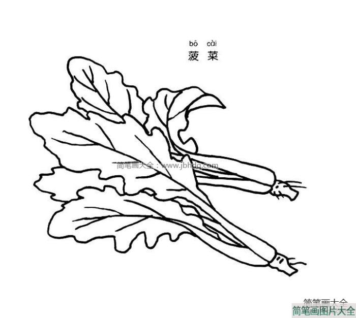 菠菜简笔画图片