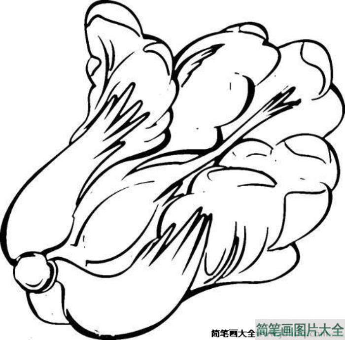 大白菜简笔画