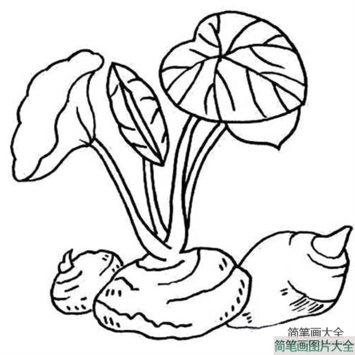 芋头简笔画  第1张