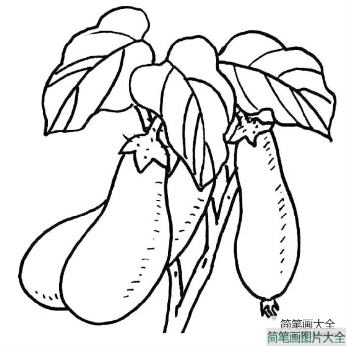 茄子的简笔画  第1张