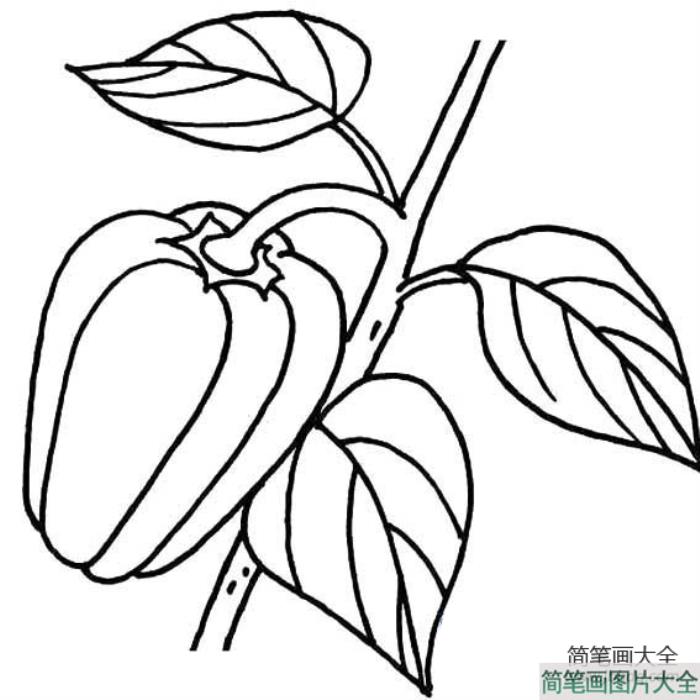 青椒的简笔画  第1张