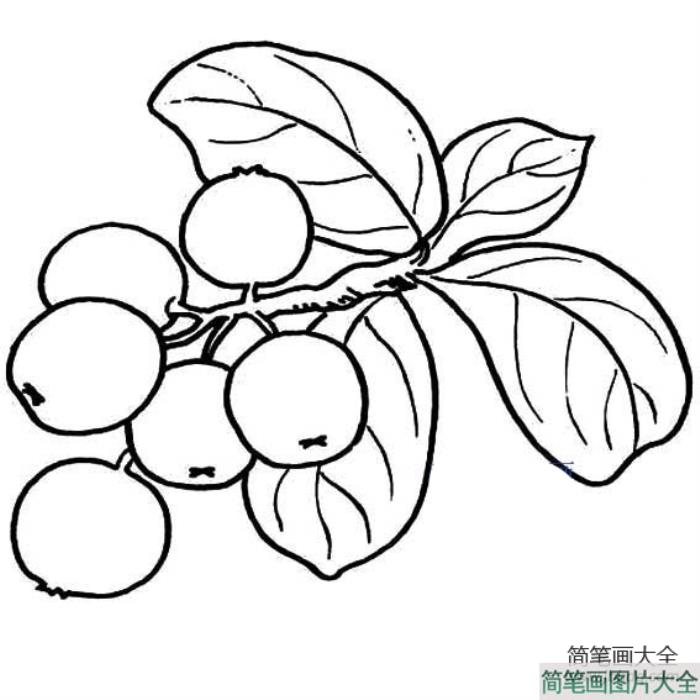 枇杷简笔画