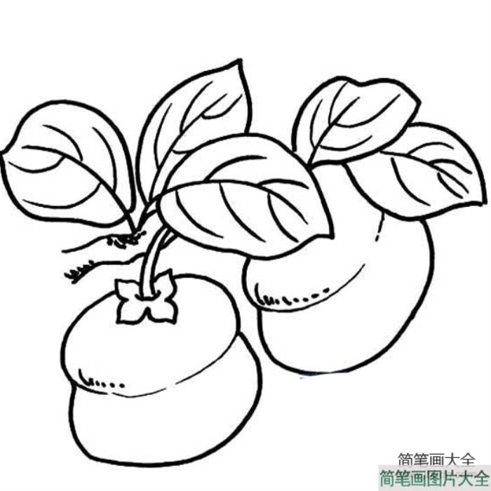 柿子简笔画  第1张