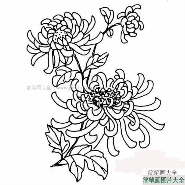 金秋赏菊简笔画