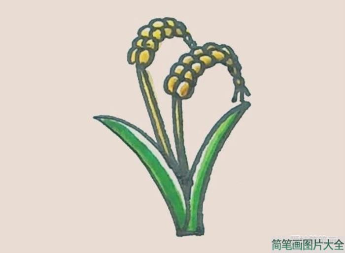 简笔画之麦穗  第7张