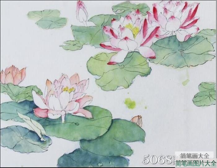 清水出芙蓉国画荷花小写意