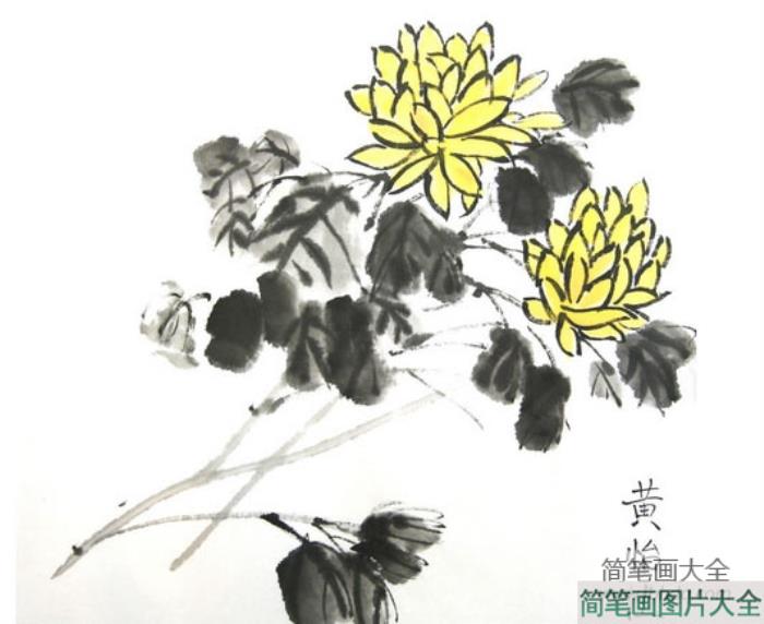 美丽的菊花